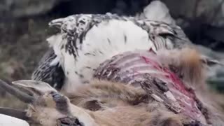 Incredible video of Bearded Vulture eating bones