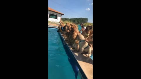 Dogs jumping into Swimming Pool one by one.