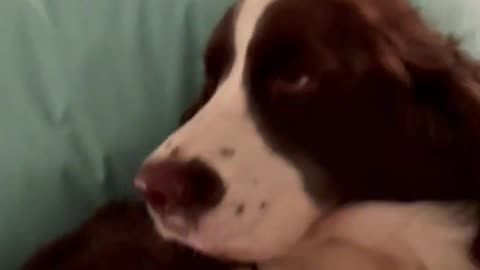 Springer Spaniel Getting Comfy On MY PILLOWS! #shortsviral #shortsvideo #dog #springerspaniel