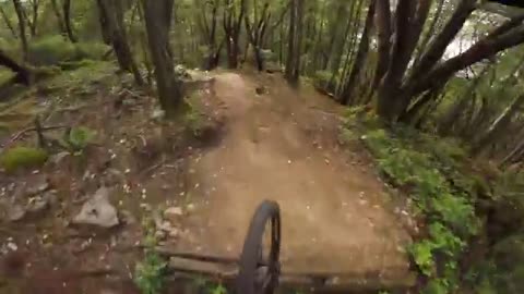 Cycle Driving on a forest pull way