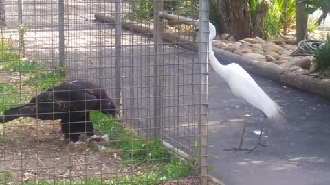 Eagle attacks bird at Featherdale Wildlife Park,