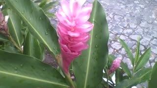 Beautiful pink alpine flowers with raindrops in the park, a pretty plant! [Nature & Animals]