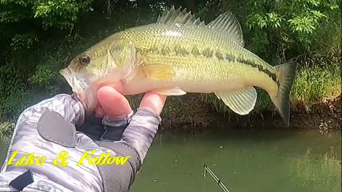 BEAUTIFUL CREEK BASS