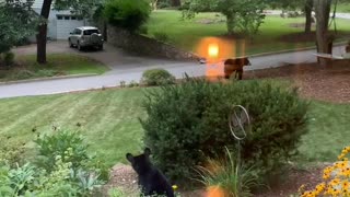 Mama Bear and Her Cubs Play Together at Dusk