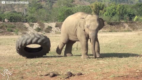 Elephant Kids Love Playing With All Of Their Toys