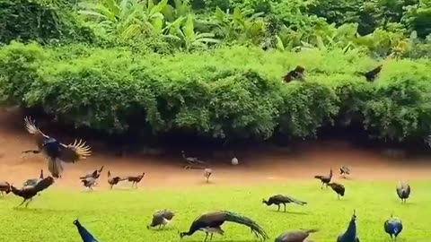 Peacock are dancing