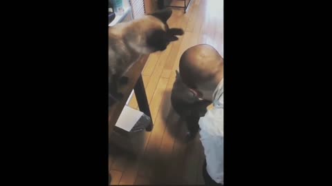 Cat imitates a man petting another cat.