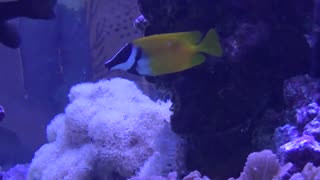 Foxface Rabbitfish