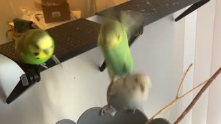 Budgie Parakeet Family is expanding