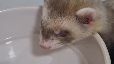 Have You Ever Heard a Baby Ferret Snore?