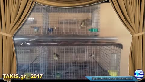 The moment of hatching of Timbrado canaries chicks