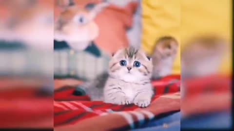 Baby cats - cute and funny cat videos compilation | Hasnism |