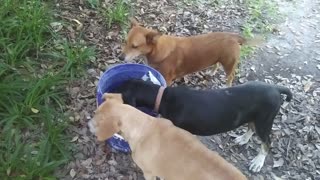 Doggys Share a Drink