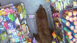 Bear Steals Candy from Gas Station
