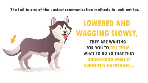 Dogs Language Explained: How to Understand Your Dog Better