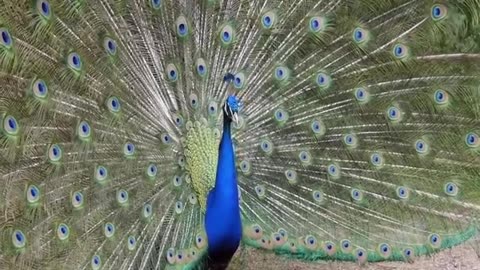 Complete Peacock Dance | Beautiful Peacock Natural Dance