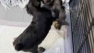 Yorkie Puppy Fight!!