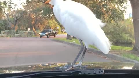 Bird Cruises on Car Hood