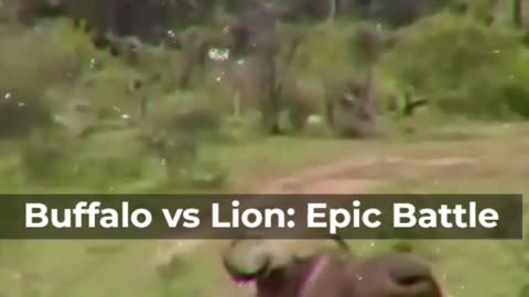 Buffalo vs Lion's Epic Battle