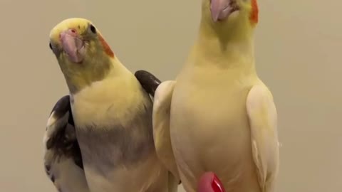 A pair of cockatiels singing beautifully while standing on their owner's hand