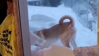Dog Digs His Way Through Cat Door