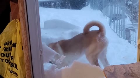 Dog Digs His Way Through Cat Door