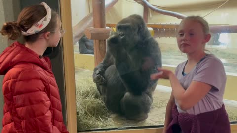Gorilla Doesn't Appear to Appreciate Introduction