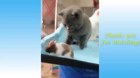 Funny and Cute In a day of a Cat's Life