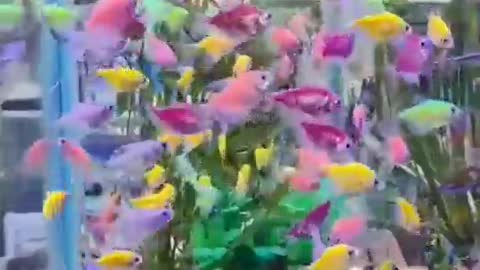 Beautiful glo fish 🐠 tank