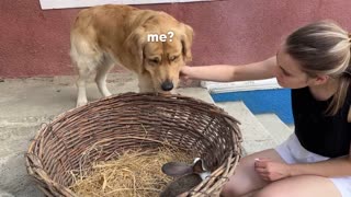 Gentle Golden Retriever Meets A Bunny For The First Time