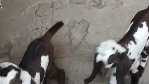 innocent baby goats playing