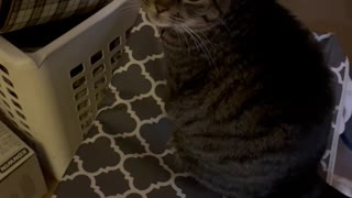 Tabby Cat Traps Sister Cat in Laundry Basket