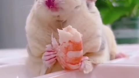 This shrimp must be enough for many meals for a little hamster.
