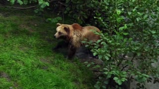 Brown Bear Washing In The River