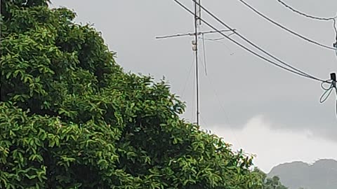 Som de Passaros Vento Chuva e Trovoadas - Sound of Birds Wind Rain and Thunderstorms.