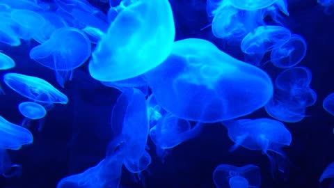 Jellyfish Aquarium - Take a minute break and relax 😔