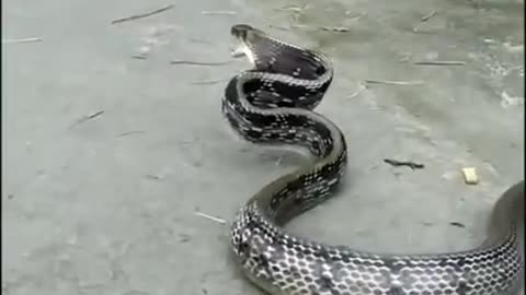 cat and snake fight is very scary