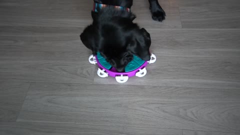 Labrador Solves Dog Puzzel!!