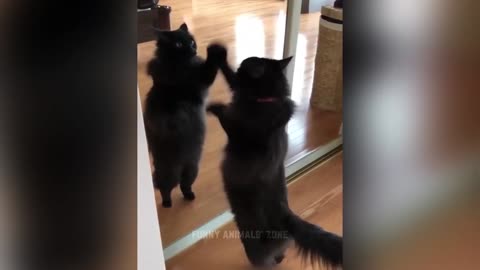 Simply Purrfect: A Compilation of Sweet Cat Videos