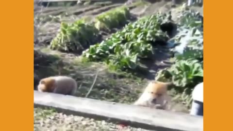 New Funny Videos 20223😂 Cutest animals Doing Funny Things.