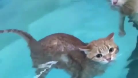 Two cats swimming in pool