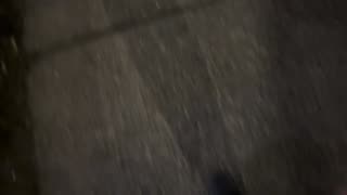 a crab goes night walking