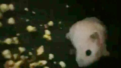 Hamster Bites Teen Inside Movie Theater