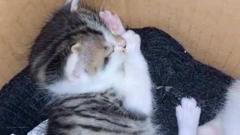 Beautiful and cute kittens play with each other