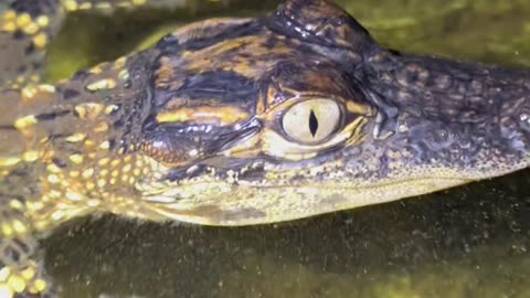 Viral video : Looking for a 20 foot Burmese python in the Florida Everglades
