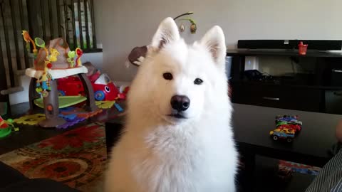 Samoyed howls when asked