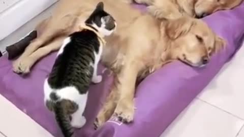 Cat And Dog love