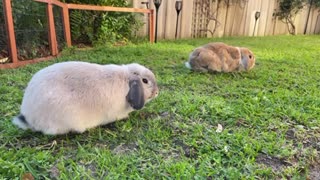 Playtime in the garden