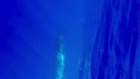 last month in the with a whale shark to a constantly replaying this moment in my mind ##whale #