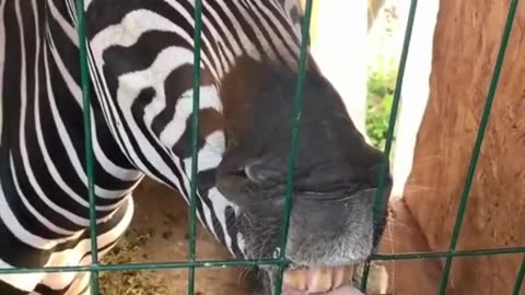 funny zebra